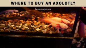 Does PetSmart Sell Axolotls In 2022? (Try This Instead...)