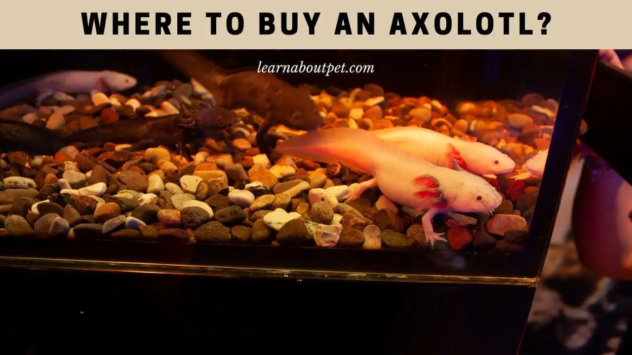 Where to buy an axolotl
