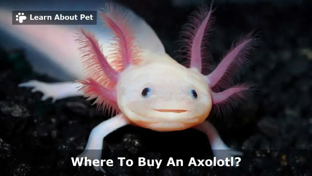 Where to buy an axolotl