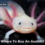 Where to buy an axolotl