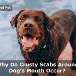 Crusty Scabs Around Dog's Mouth : 5 Causes And 9 Menacing Symptoms