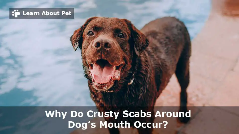 Crusty scabs around dog's mouth