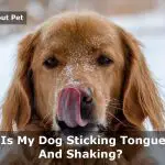Dog Sticking Tongue Out And Shaking : 6 Clear Symptoms