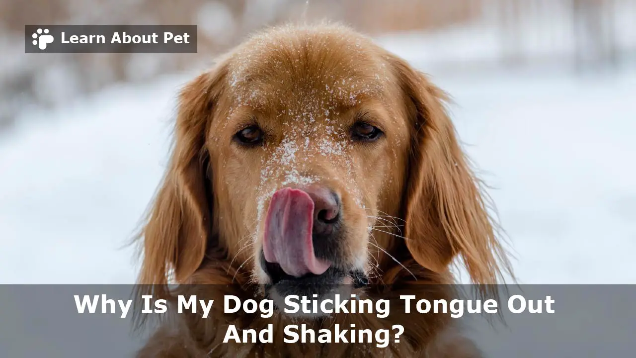 Dog Sticking Tongue Out And Shaking 6 Clear Symptoms