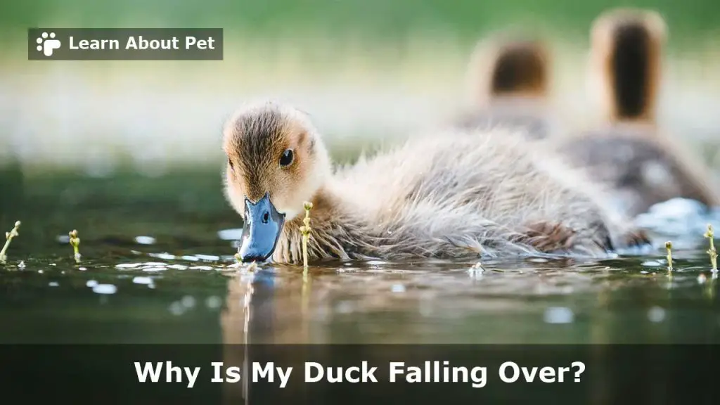 Why is my duck falling over