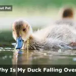 Why Is My Duck Falling Over? (5 Menacing Symptoms)