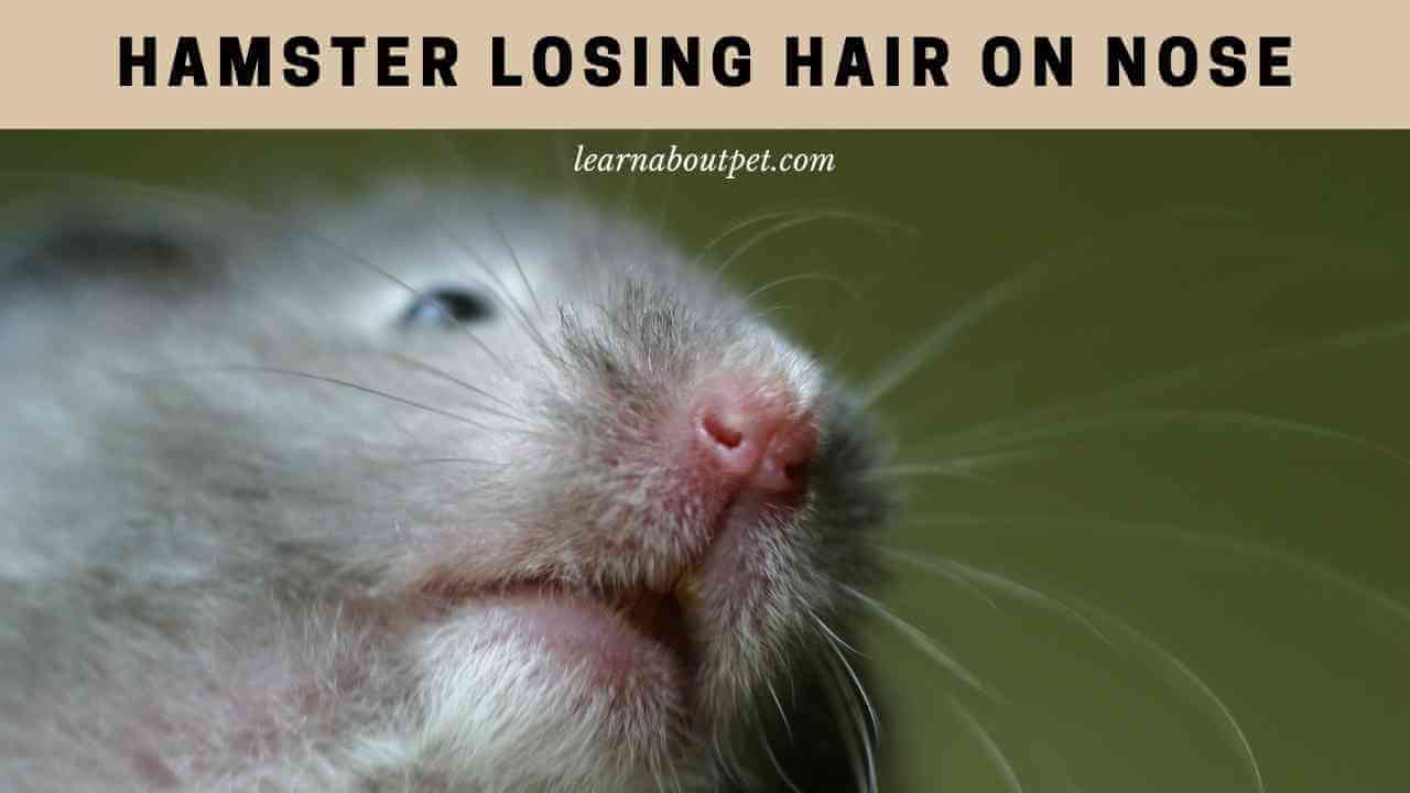 Hamster Losing Hair On Nose (7 Clear Reasons) 2023