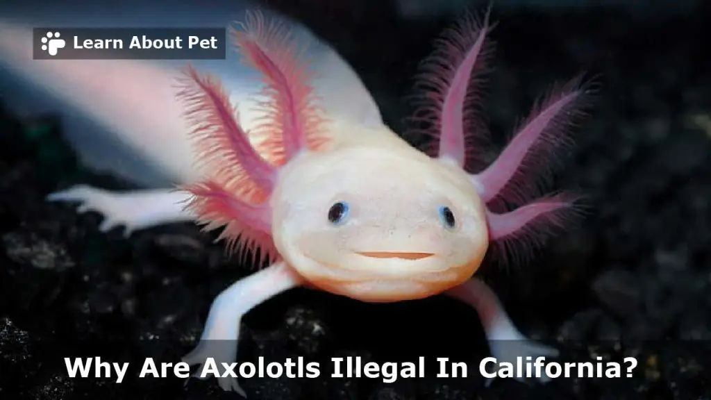 Why are axolotls illegal in california