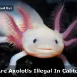 Why are Axolotls Illegal in California? 7 Cool Facts