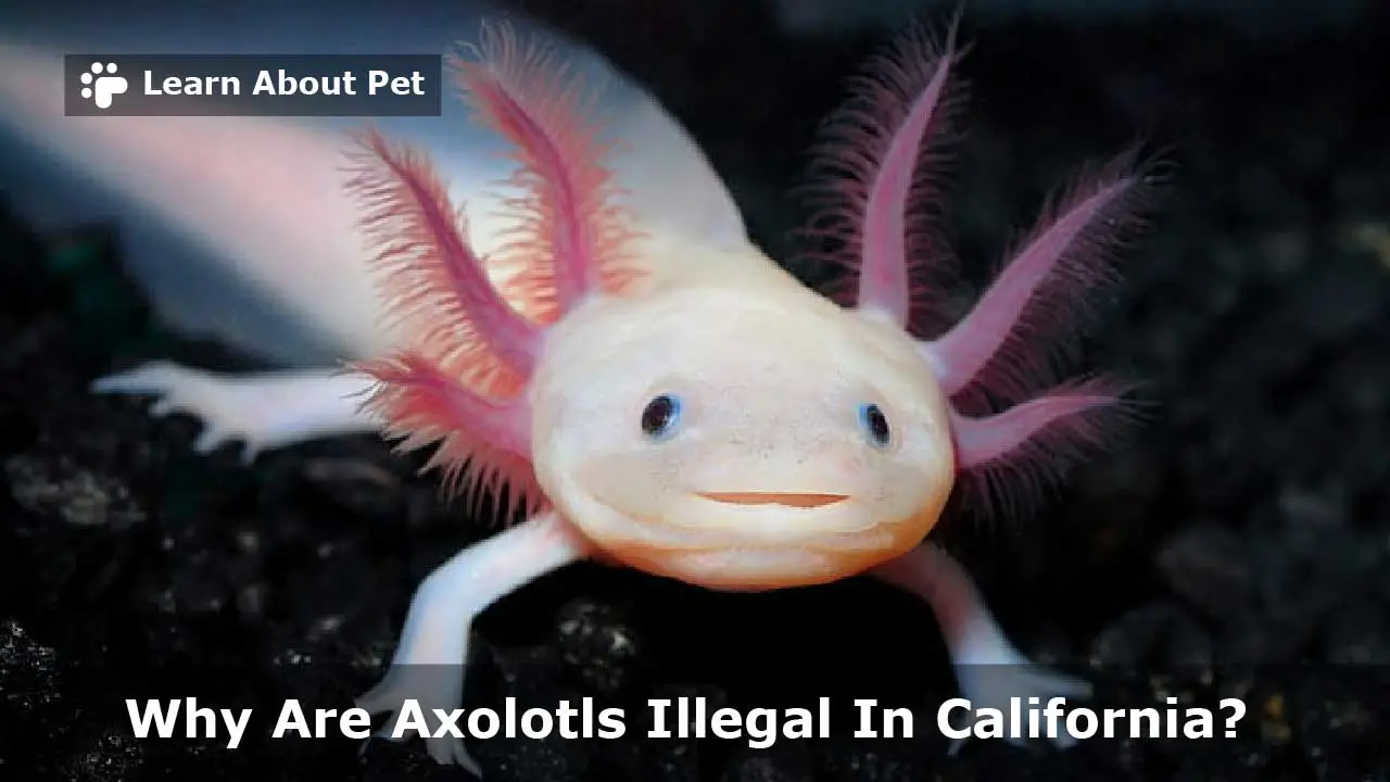 Why Are Axolotls Illegal In California? 7 Cool Facts 2024