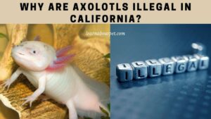 Why are axolotls illegal in california