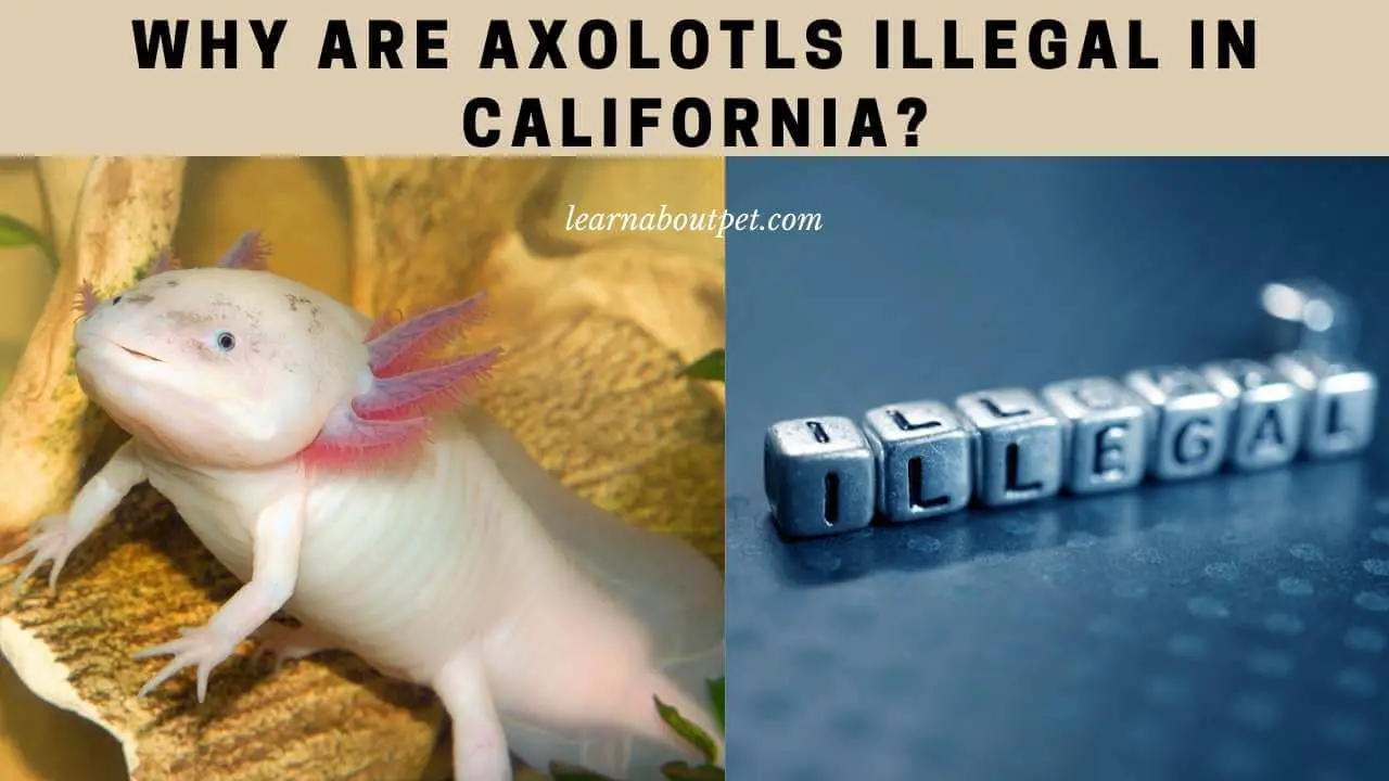 Why are axolotls illegal in california