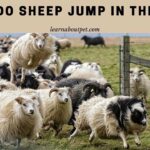 Why Do Sheep Jump In The Air? 5 Clear Reasons Why do sheep jump in the air