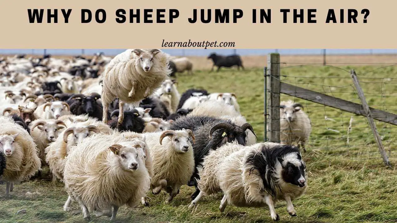 Why do sheep jump in the air