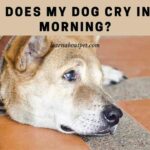 Why does my dog cry in the morning