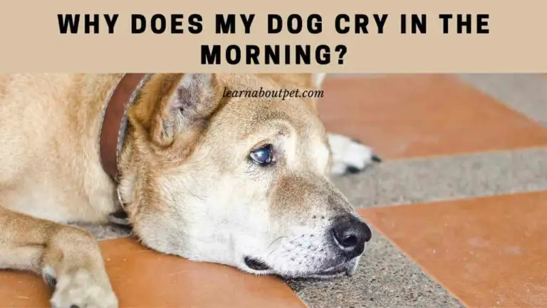 Why Does My Dog Cry In The Morning? 4 Clear Ways To Stop - 2023