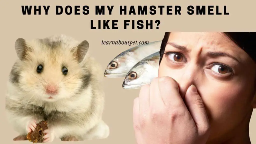 Why Does My Hamster Smell Like Fish? 9 Interesting Facts