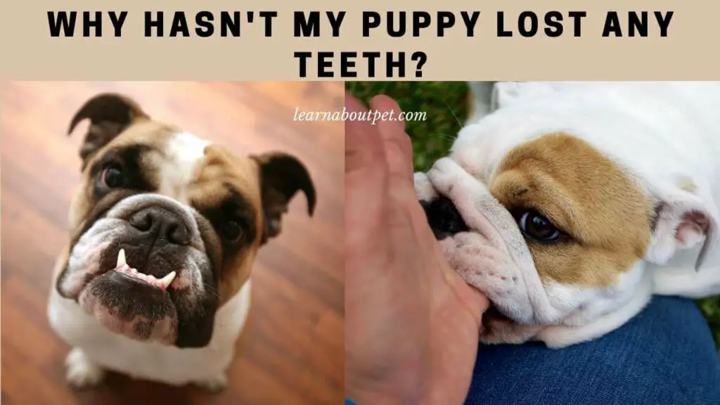 Why Hasn't My Puppy Lost Any Teeth? 9 Interesting Facts