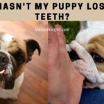 Why Hasn't My Puppy Lost Any Teeth? 9 Interesting Facts