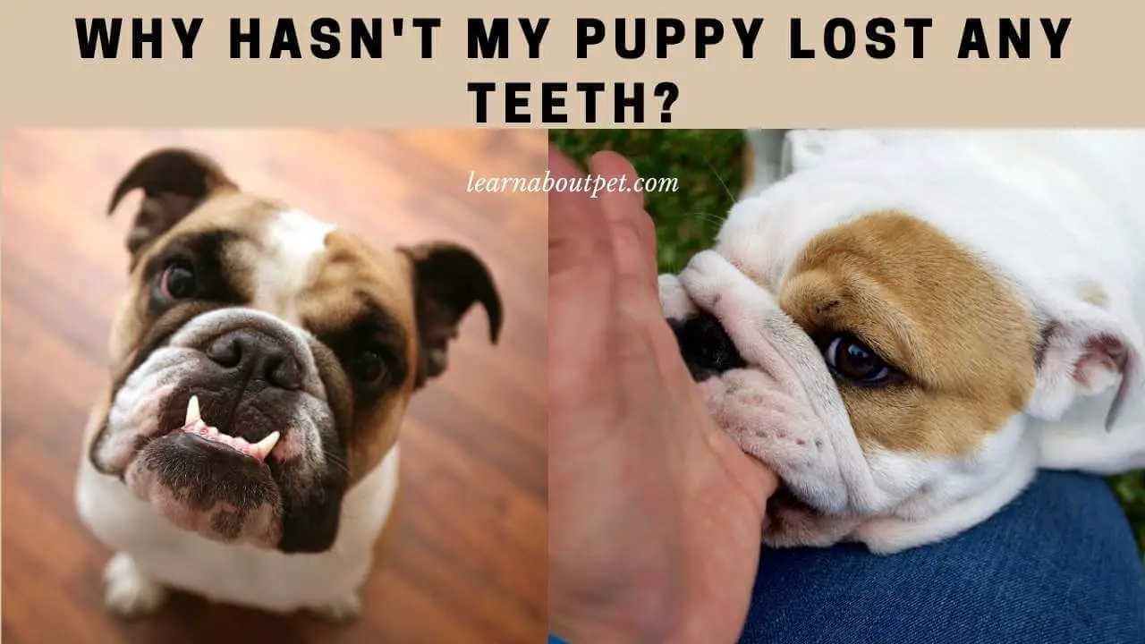 why-hasn-t-my-puppy-lost-any-teeth-9-interesting-facts