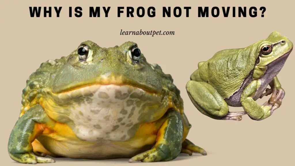 Why Is My Frog Not Moving? (7 Healthy Tips For Frogs) - 2022