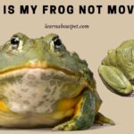 Why is My Frog Not Moving