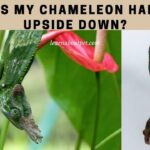 Why Is My Chameleon Hanging Upside Down? 5 Clear Reasons Why is my chameleon hanging upside down