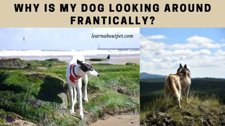 Dog Looking Around Frantically : 9 Clear Signs Of Dog Stress