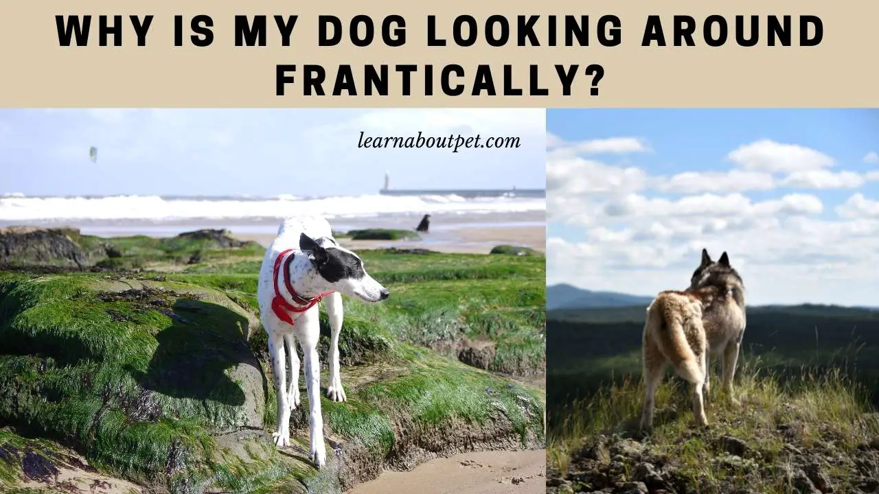 Dog looking around frantically