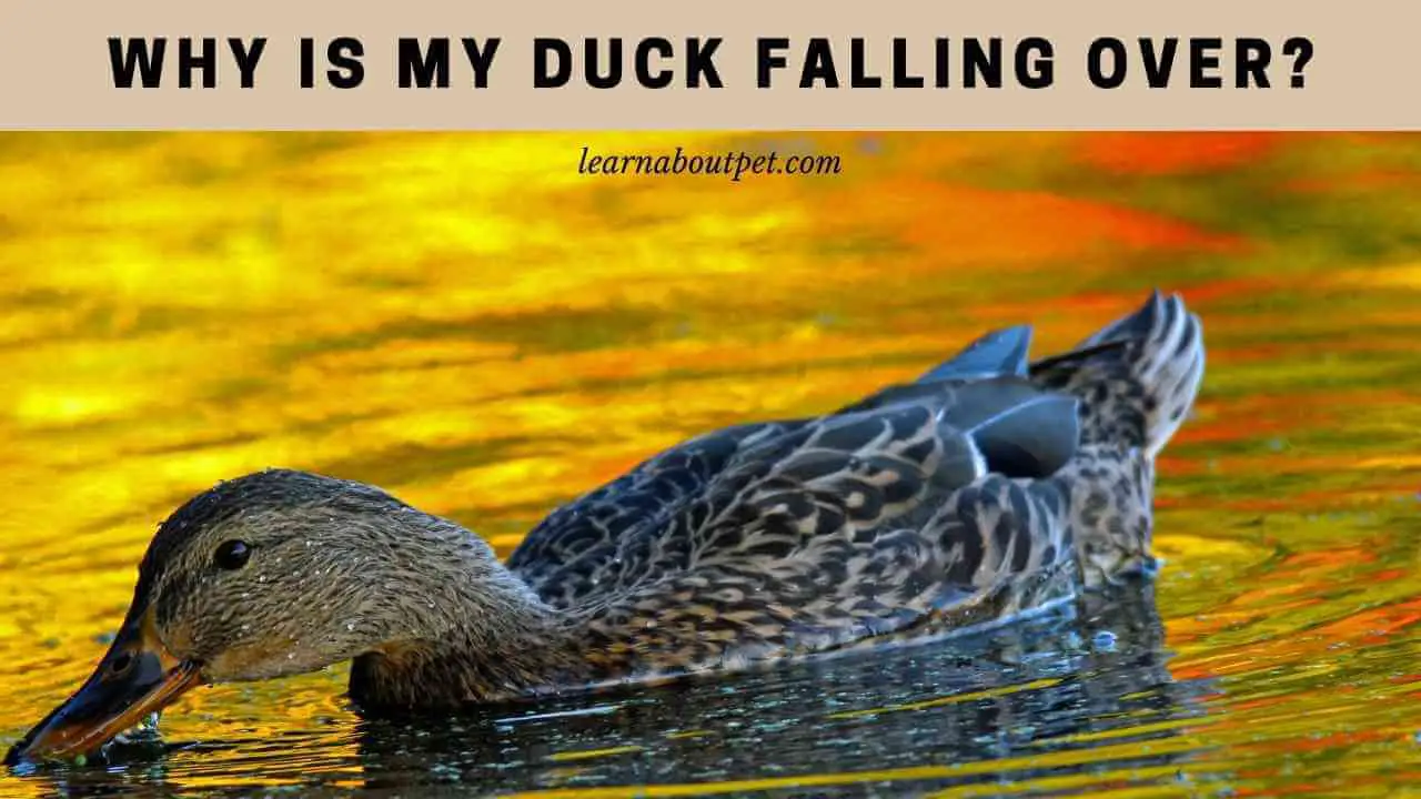 Why is my duck falling over