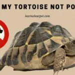 Why Is My Tortoise Not Pooping? (9 Menacing Facts)