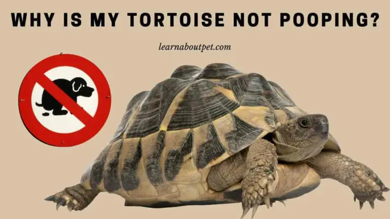 Why Is My Tortoise Not Pooping? (9 Menacing Facts) - 2023