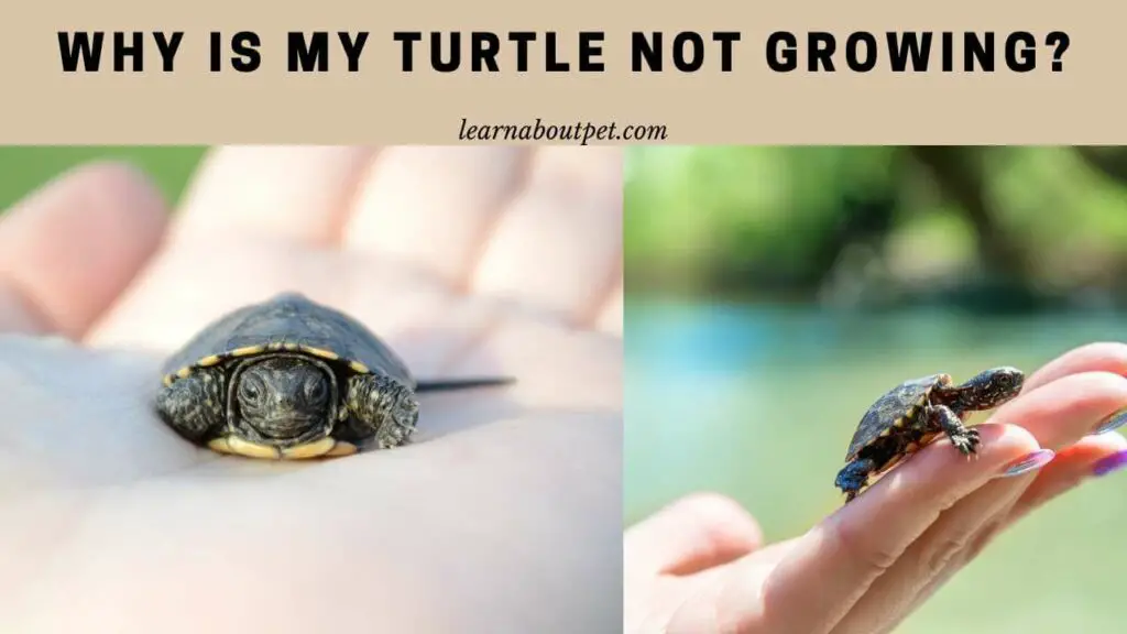 why-is-my-turtle-not-growing-7-menacing-growth-facts-2022