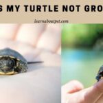 Why Is My Turtle Not Growing? 7 Menacing Growth Facts