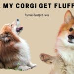 Will my Corgi get fluffier