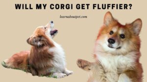 Will my corgi get fluffier