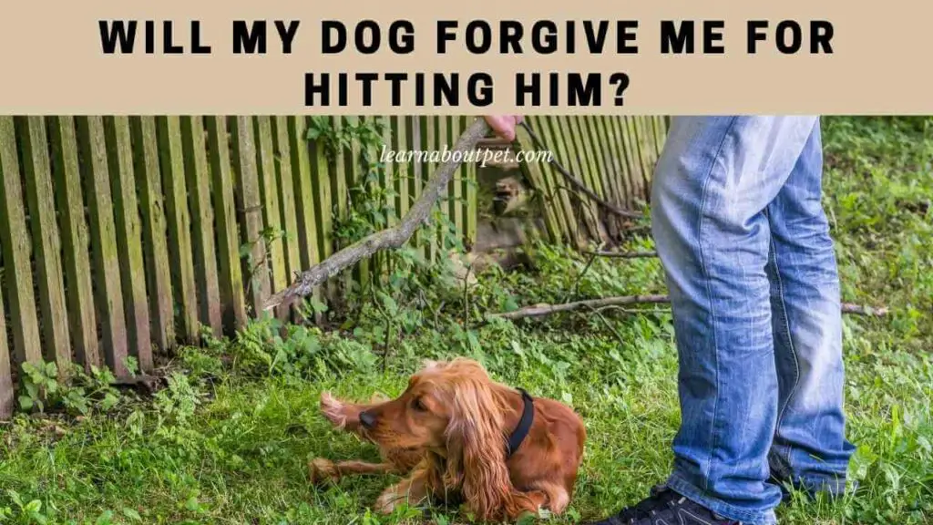 Will My Dog Forgive Me For Hitting Him? 9 Interesting Facts