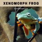 Xenomorph Frog : Are They Real? (7 Interesting Facts)