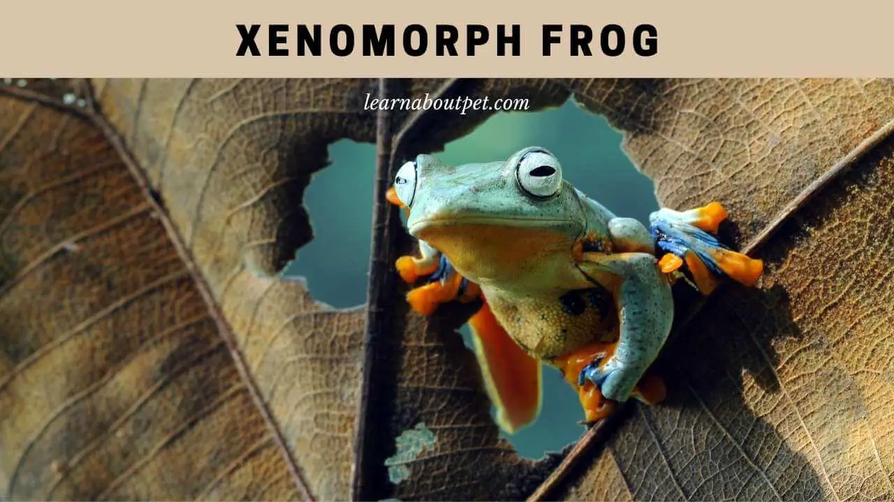 Xenomorph Frog : Are They Real? (7 Interesting Facts) - 2023