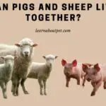 Can Pigs And Sheep Live Together? 9 Interesting Facts