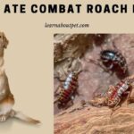 Dog Ate Combat Roach Bait : (7 Clear Facts To Know)