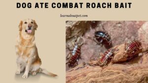 Dog ate combat roach bait