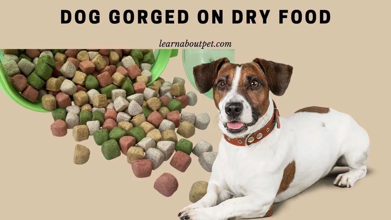 Dog Gorged On Dry Food : 7 Menacing Aftermaths - 2022