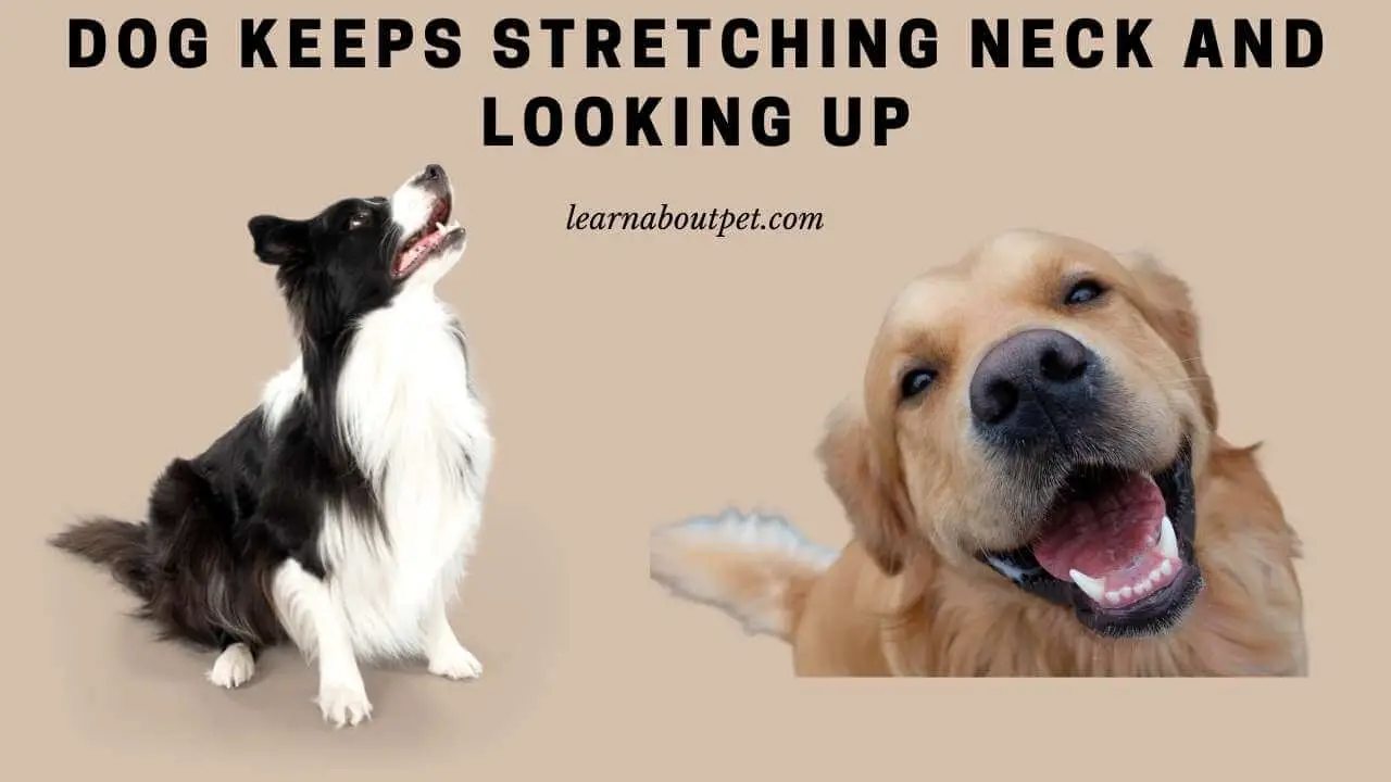 Dog keeps stretching neck and looking up