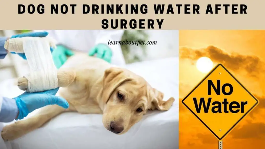 dog-not-drinking-water-after-surgery-4-clear-ways-to-solve-dog-won-t