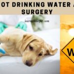 dog not drinking water after surgery