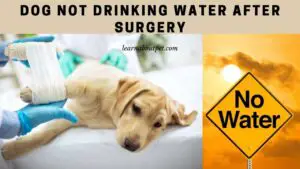 Dog not drinking water after surgery