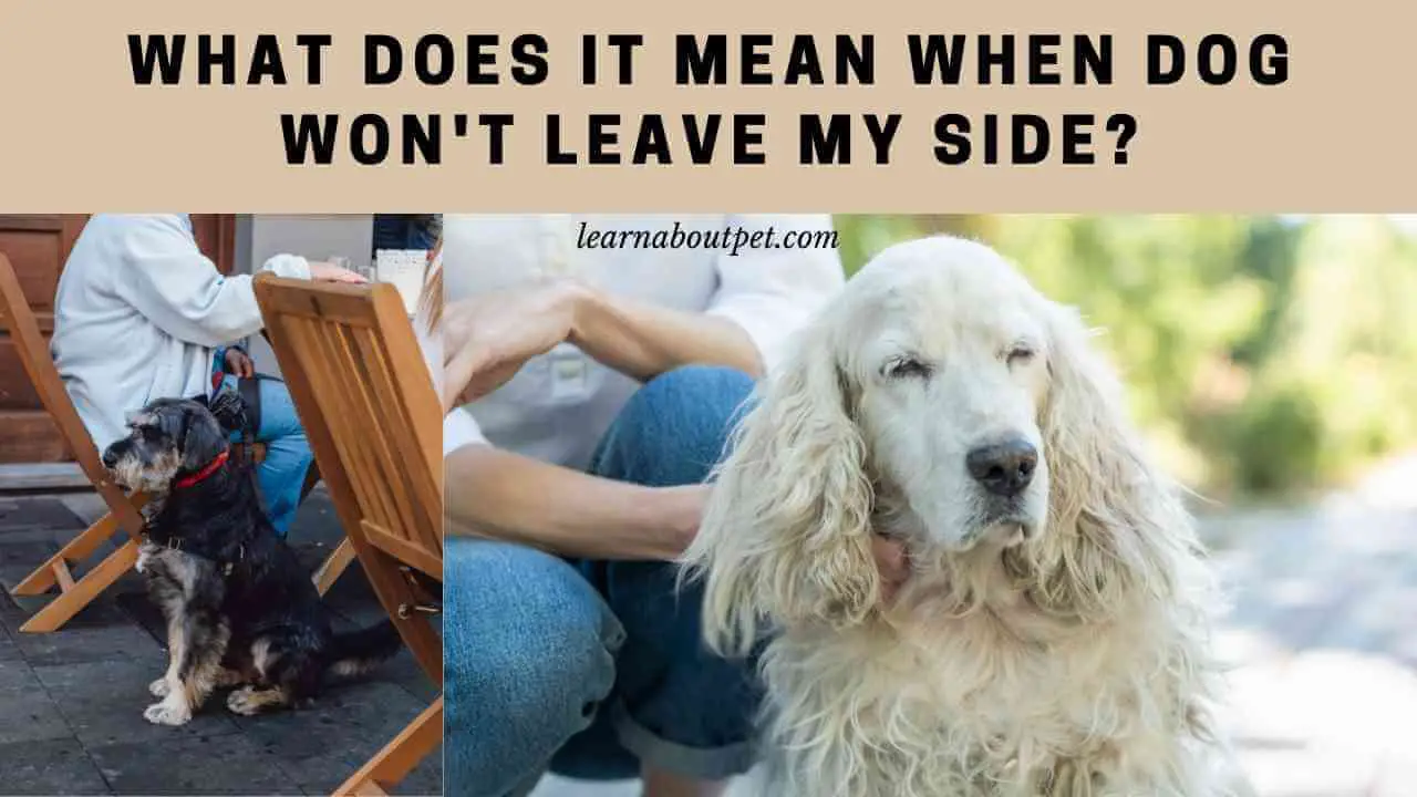 Dog Won't Leave My Side (9 Interesting Reasons) 2024