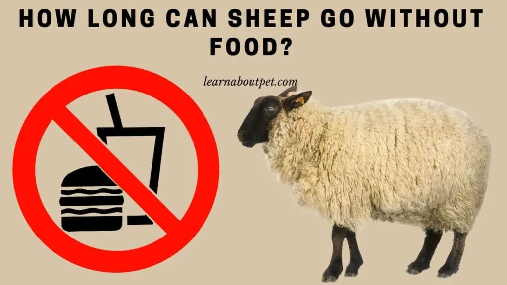 How Long Can Sheep Go Without Food? 7 Interesting Facts