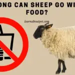 how long can sheep go without food